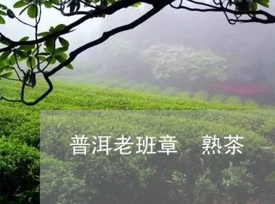 普洱老班章 熟茶/2023032851594